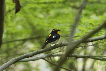 Narcissus Flycatcher 和歌山市 Fri, 4/24/2020