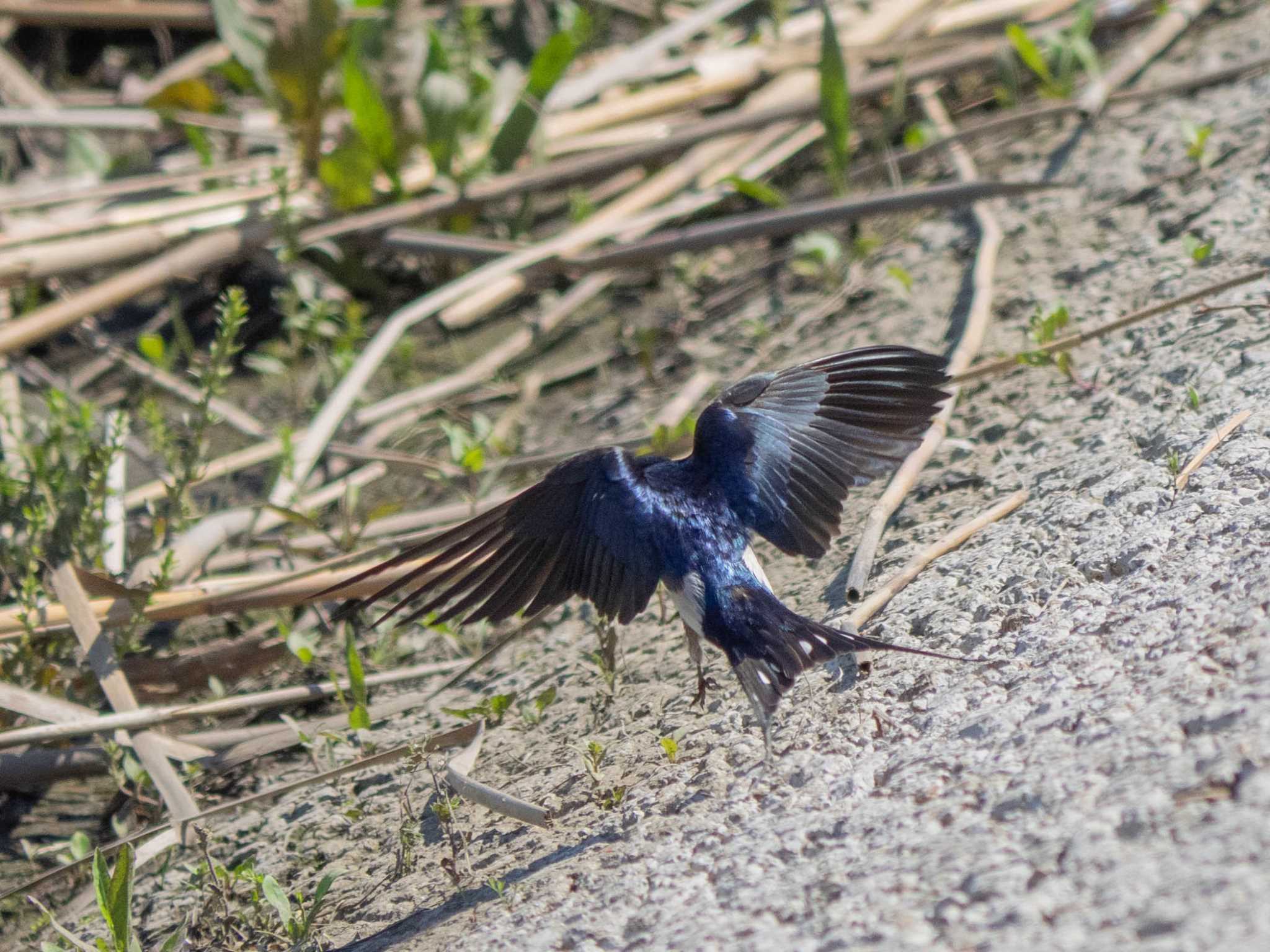 境川遊水地公園 ツバメの写真 by Tosh@Bird