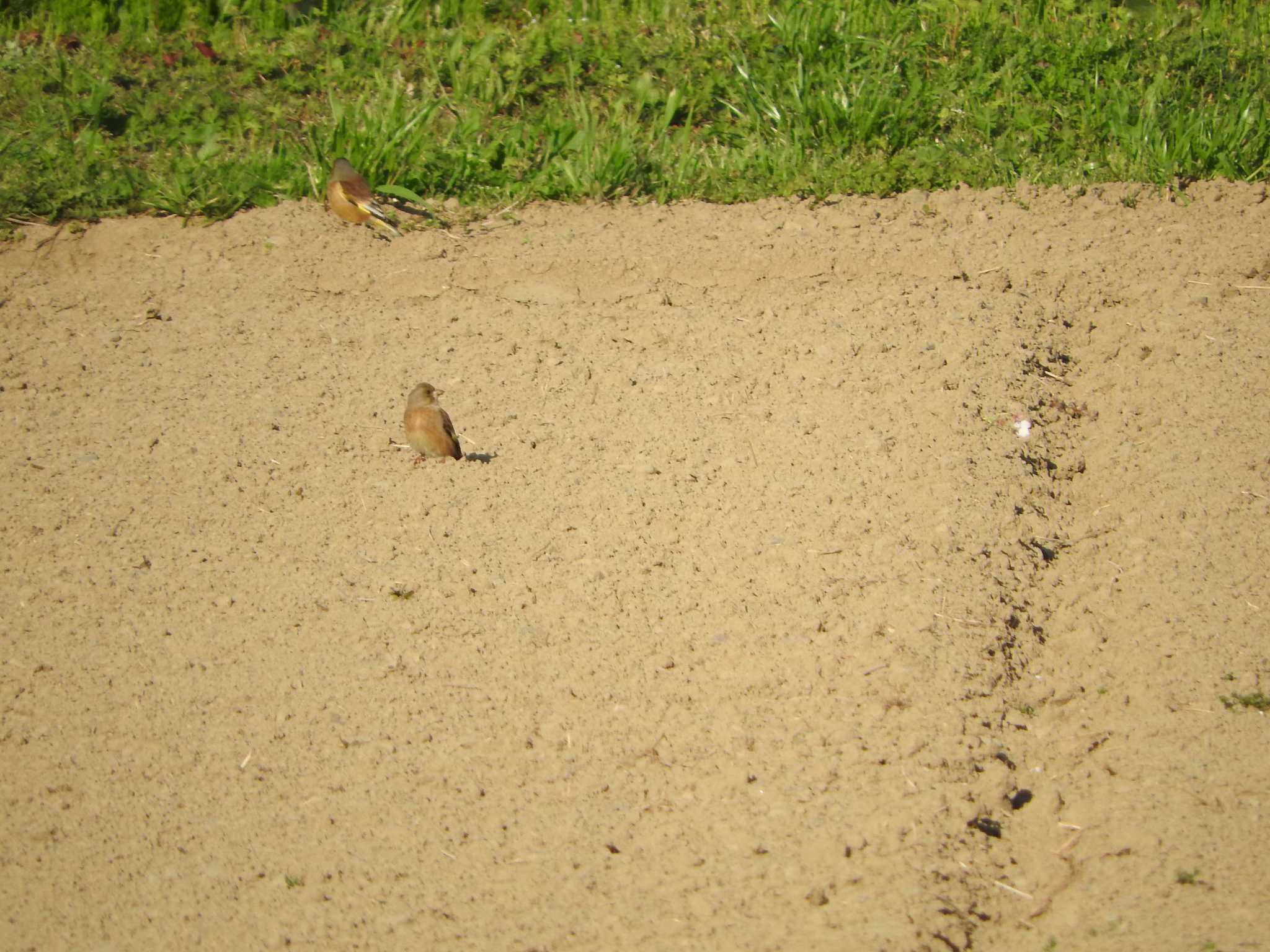 埼玉県公園各所 カワラヒワの写真