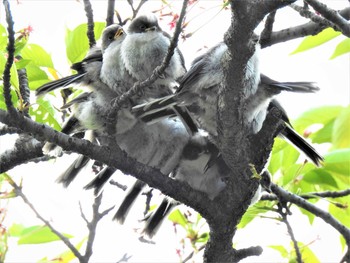 2020年4月24日(金) 大沼親水公園の野鳥観察記録