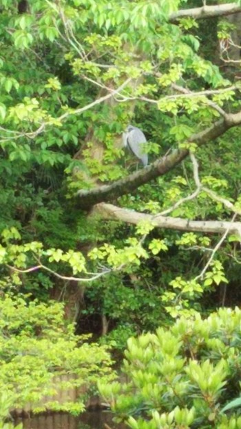 アオサギ 砧公園 2020年4月24日(金)