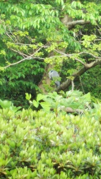 アオサギ 砧公園 2020年4月24日(金)