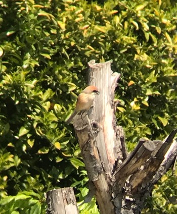 Bull-headed Shrike さいたま市 Fri, 4/24/2020