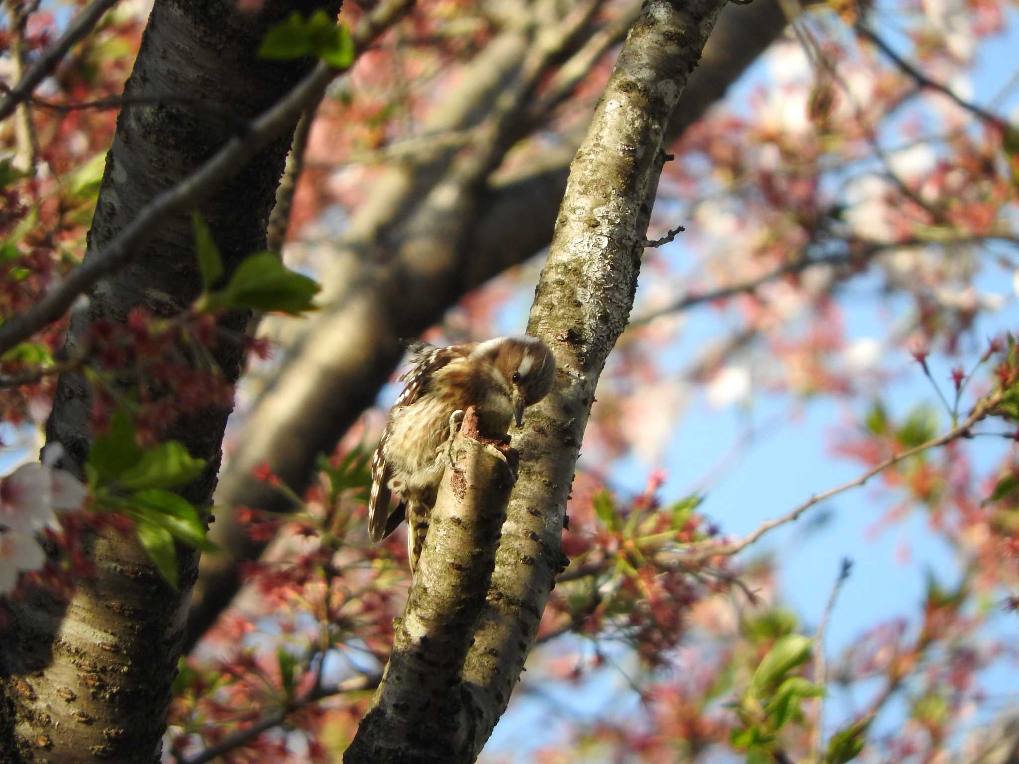 埼玉県公園各所 コゲラの写真