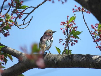 Chestnut-cheeked Starling 埼玉 Fri, 4/10/2020