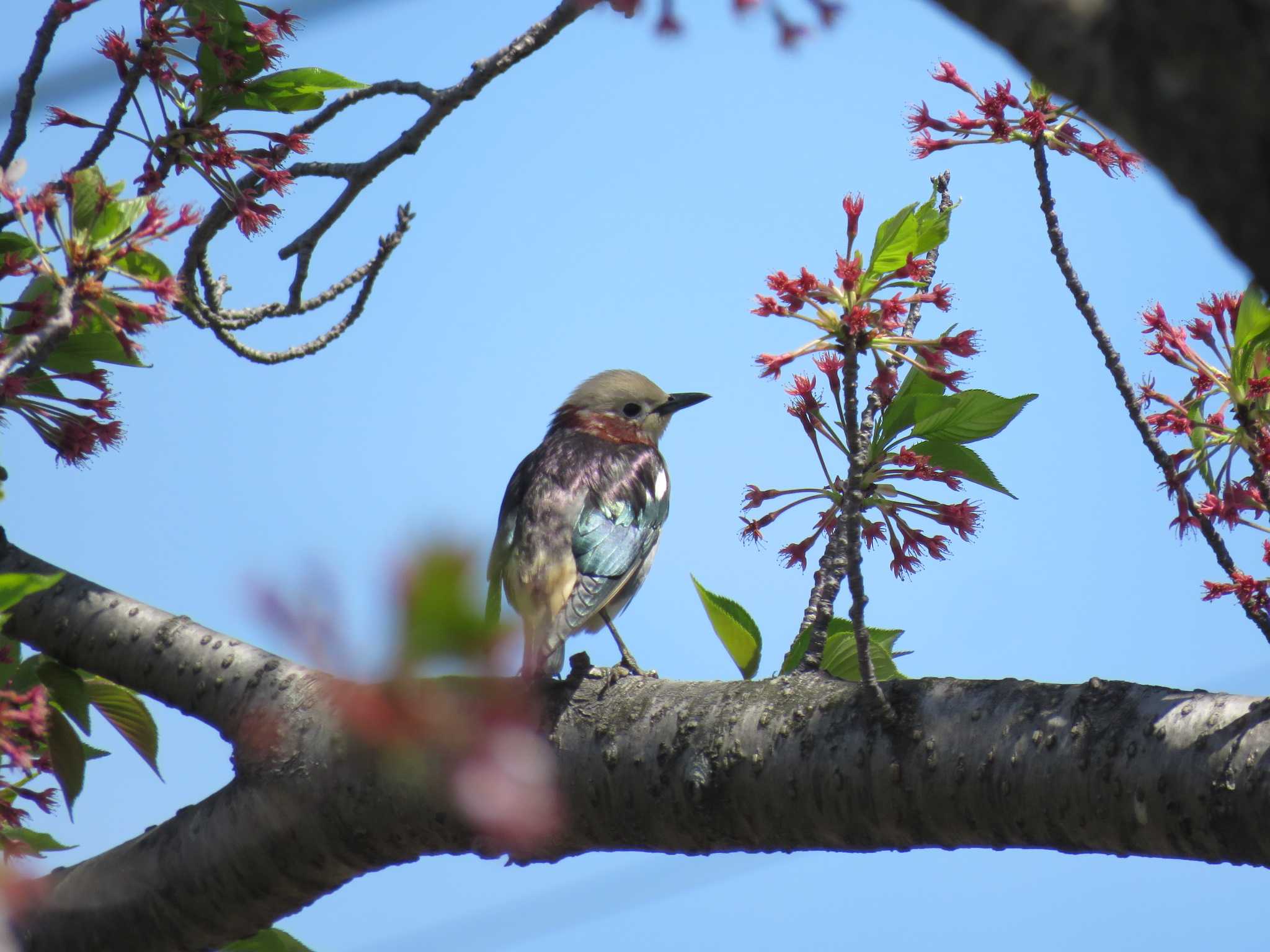 Photo of Chestnut-cheeked Starling at 埼玉 by Bo-zai