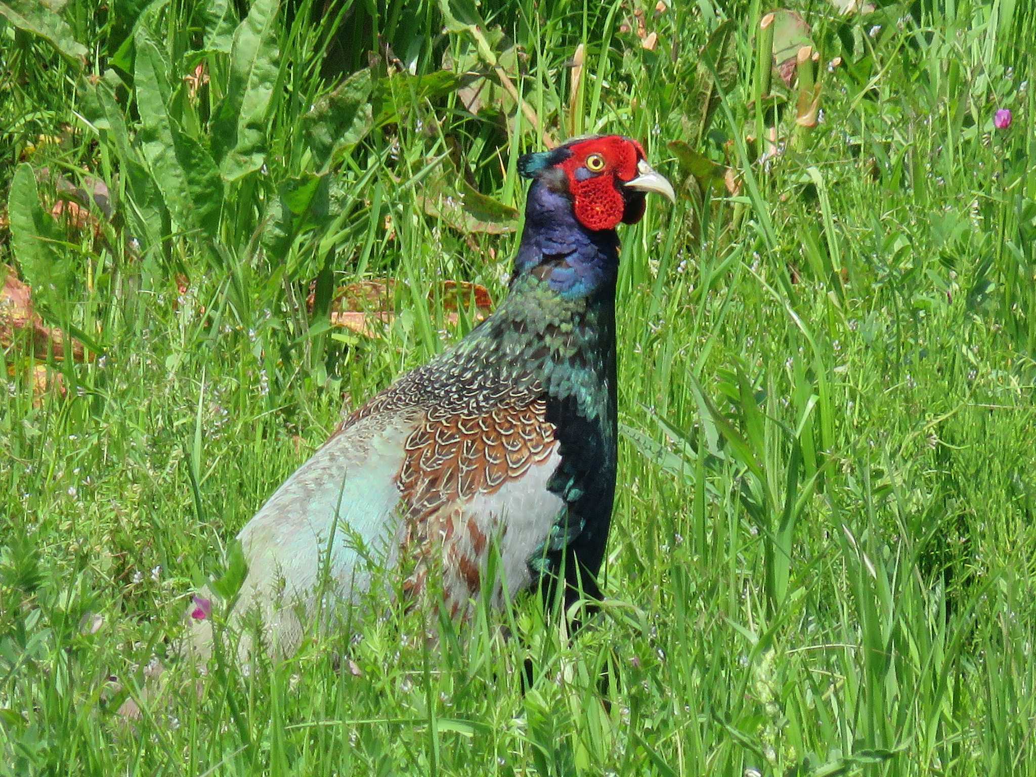 Photo of Green Pheasant at 朝霞市 by Bo-zai