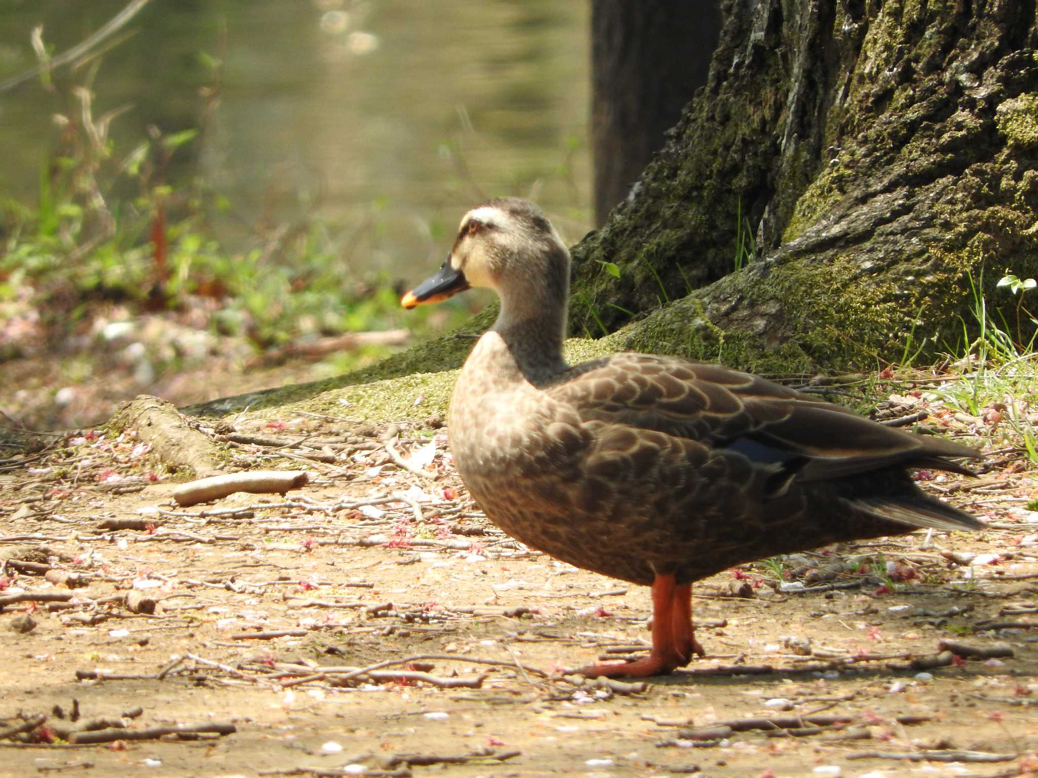 埼玉県公園各所 カルガモの写真