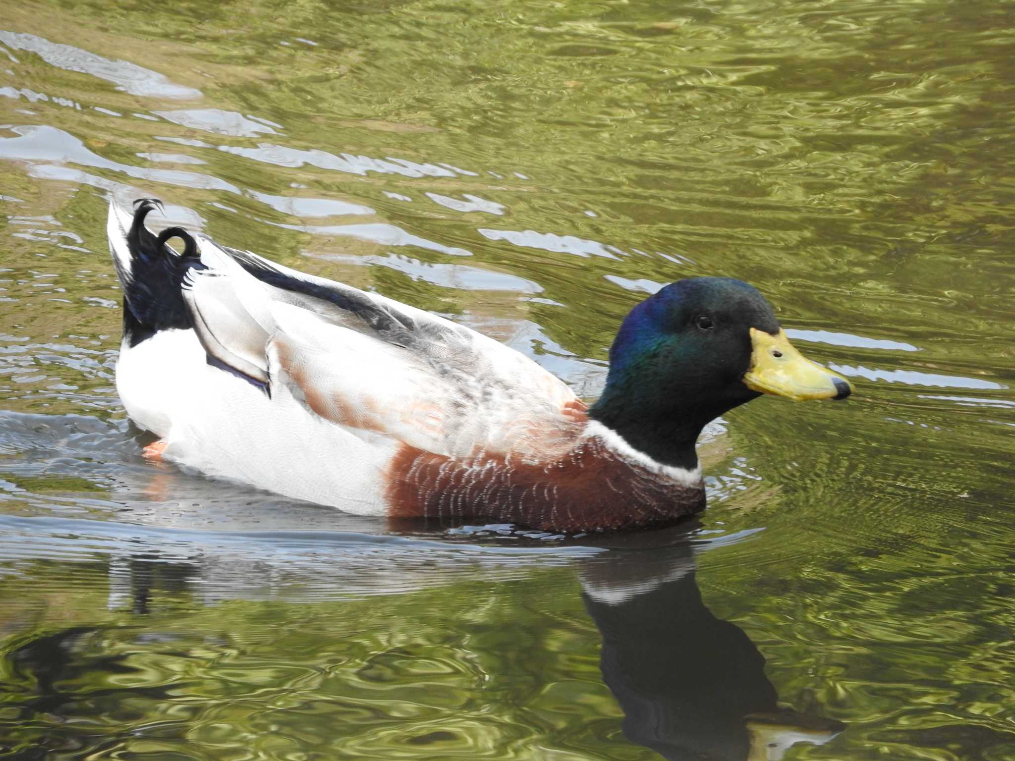 埼玉県公園各所 マガモの写真 by horo-gold