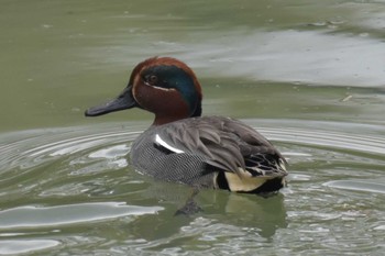 コガモ 播磨中央公園(兵庫県) 2020年4月24日(金)