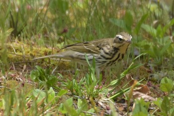 ビンズイ 播磨中央公園(兵庫県) 2020年4月24日(金)