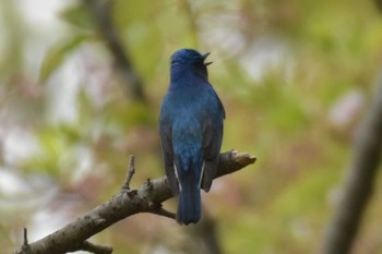 オオルリ 播磨中央公園(兵庫県) 2020年4月24日(金)