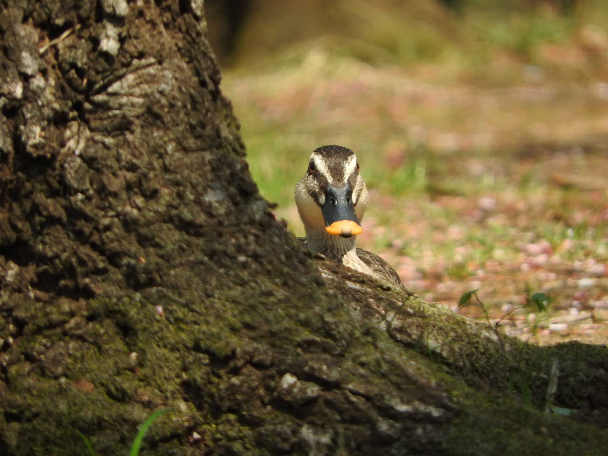 埼玉県公園各所 カルガモの写真