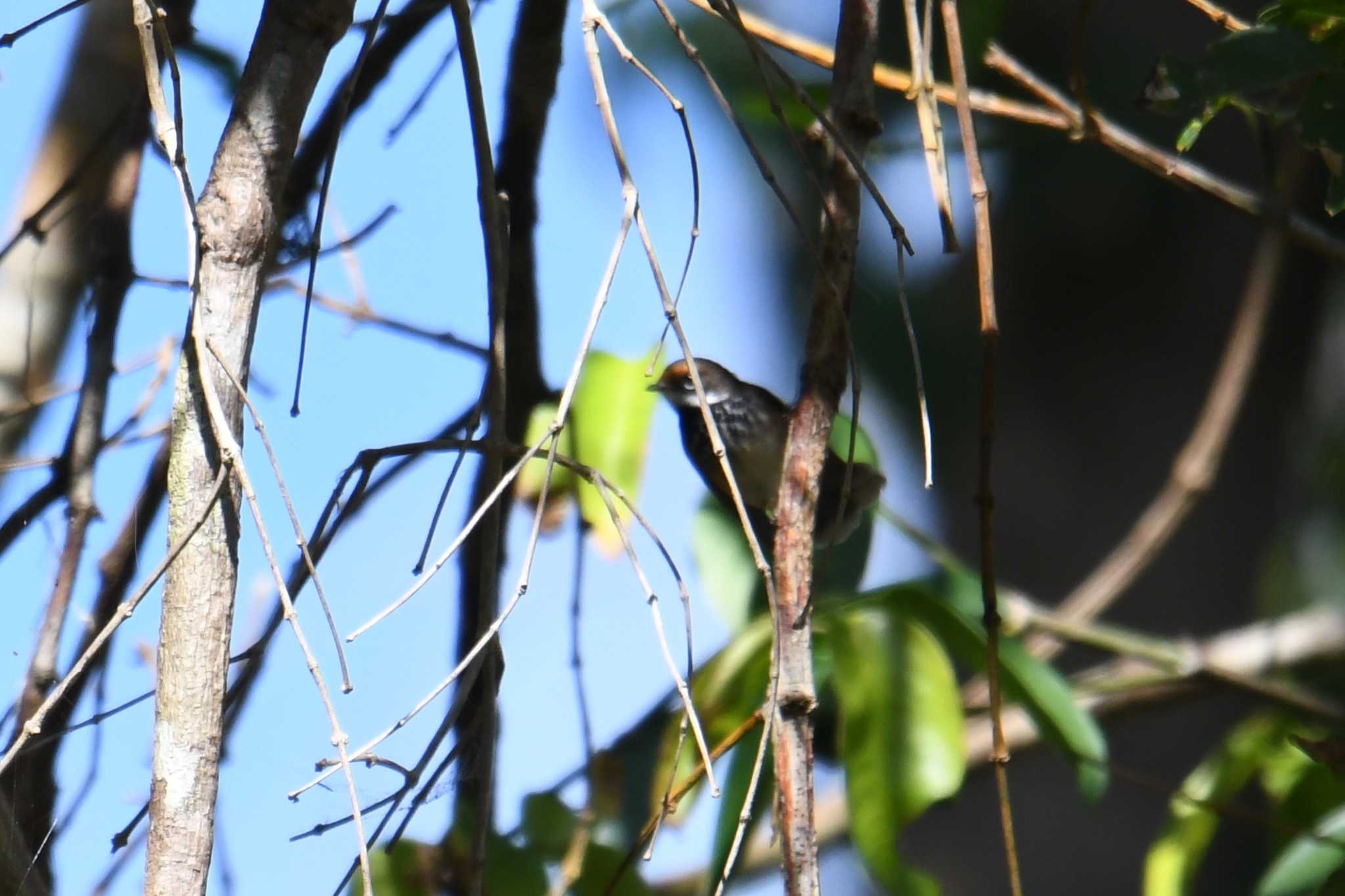 Photo of Australian Rufous Fantail at Iron Range National Park by あひる