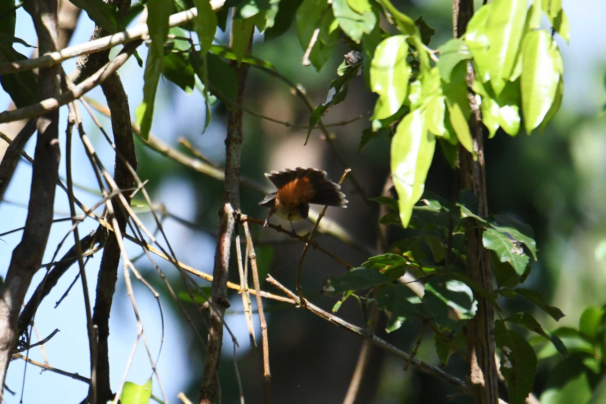 アイアンレンジ国立公園 オウギビタキの写真 by あひる