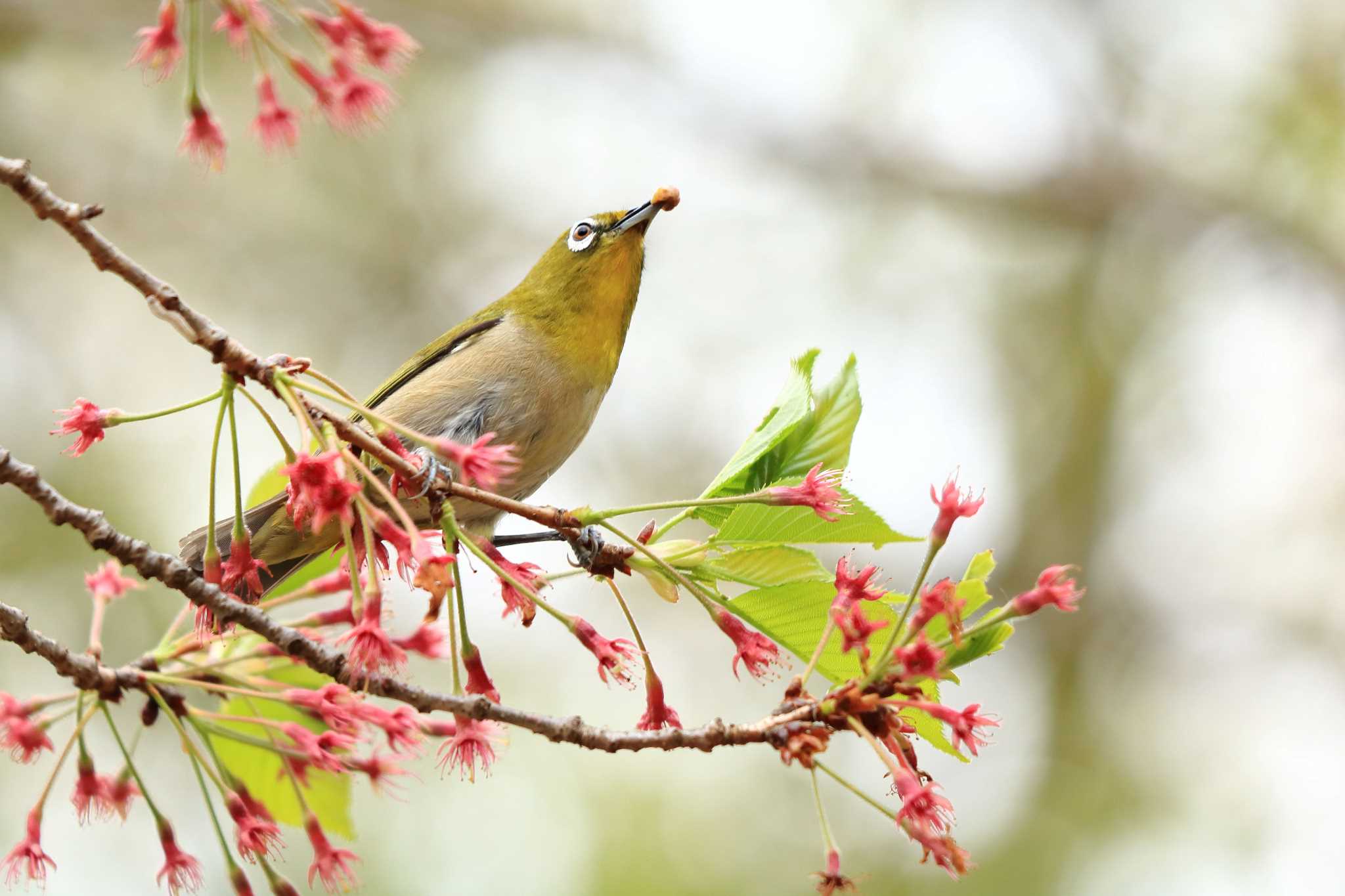 Warbling White-eye