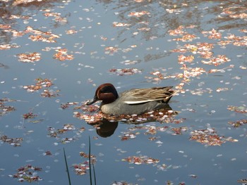 コガモ 埼玉県公園各所 2016年4月12日(火)