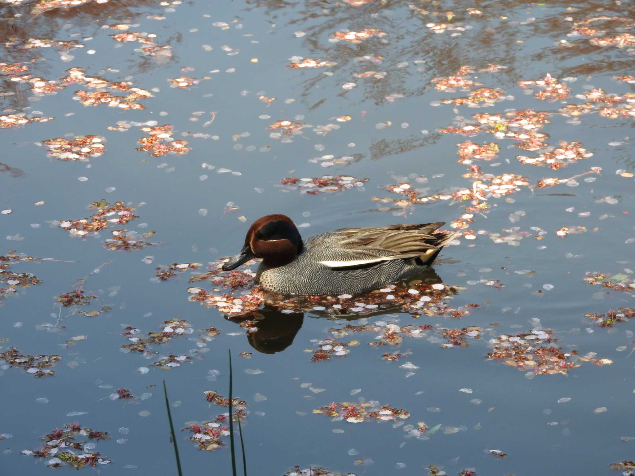 埼玉県公園各所 コガモの写真