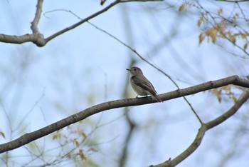 Asian Brown Flycatcher Osaka Nanko Bird Sanctuary Fri, 4/24/2020