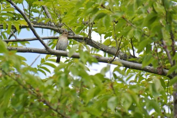 Blue-and-white Flycatcher Osaka Nanko Bird Sanctuary Fri, 4/24/2020