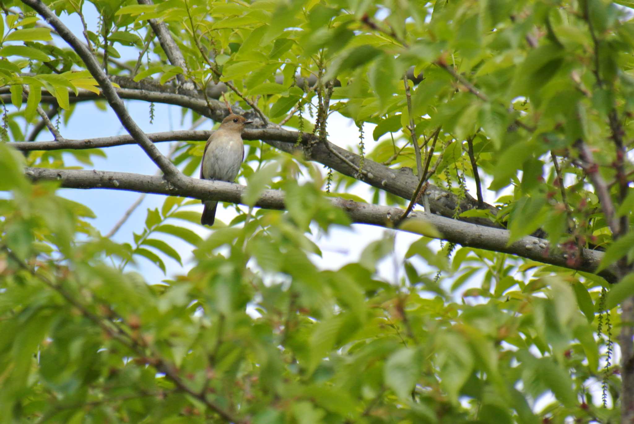 Photo of Blue-and-white Flycatcher at Osaka Nanko Bird Sanctuary by Daguchan