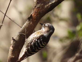 Japanese Pygmy Woodpecker Showa Kinen Park Mon, 3/9/2020
