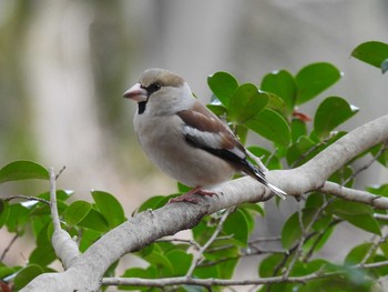 Hawfinch Showa Kinen Park Thu, 3/5/2020