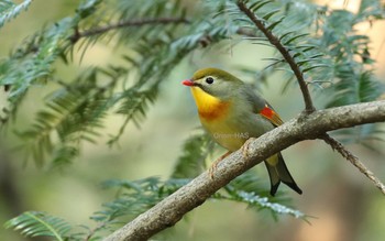 ソウシチョウ 東京都多摩地域 2017年4月4日(火)