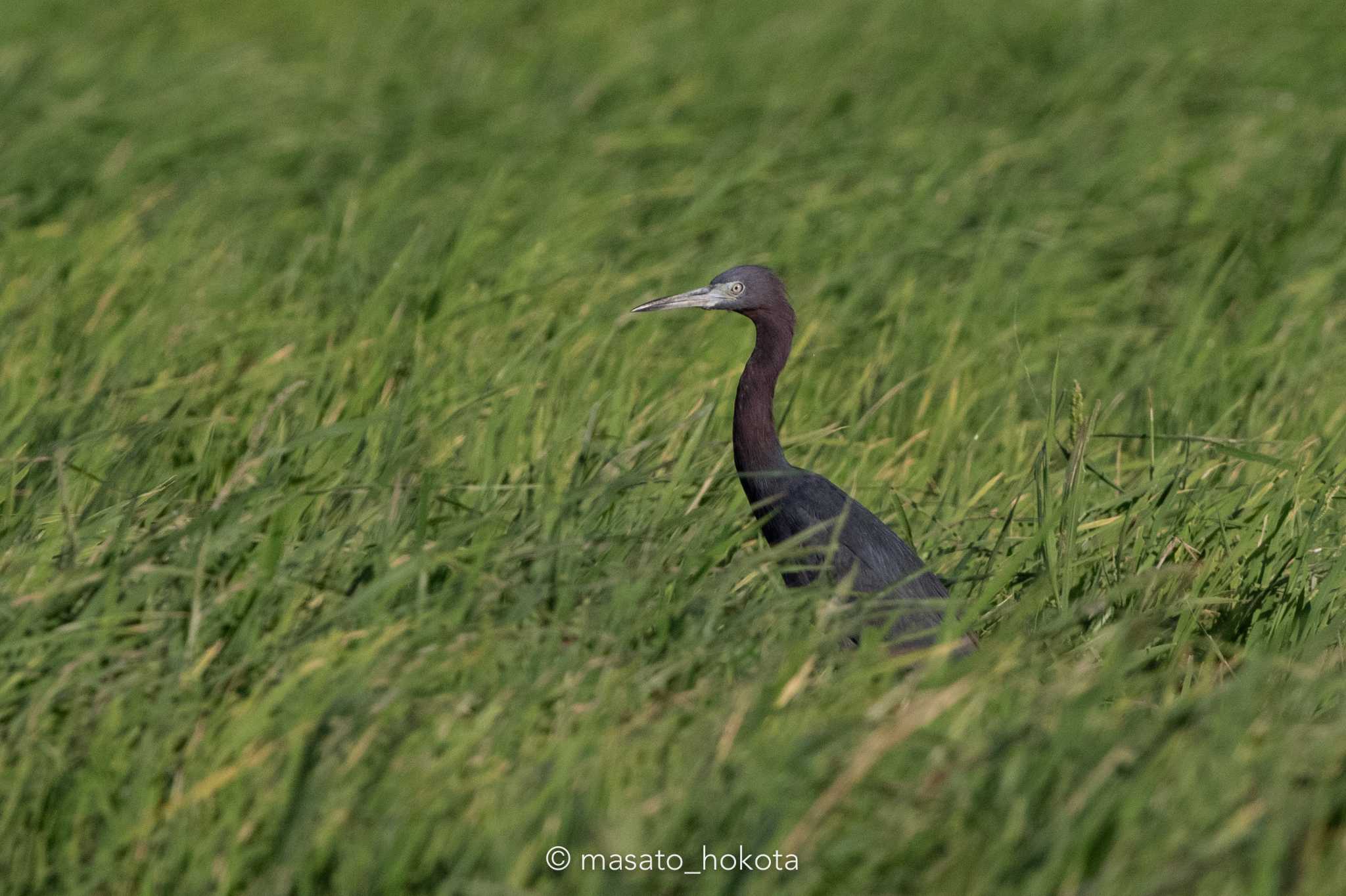 Photo of Little Blue Heron at El Chiru by Trio