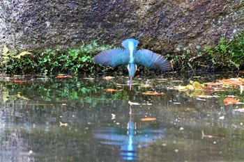 カワセミ 愛知県 知多半島 2020年4月22日(水)