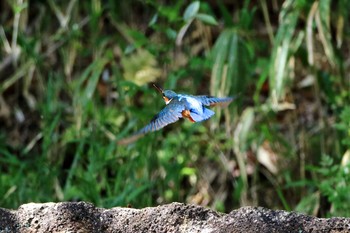 Common Kingfisher 愛知県 知多半島 Wed, 4/22/2020