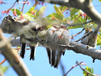 2020年4月25日(土) 大沼親水公園の野鳥観察記録