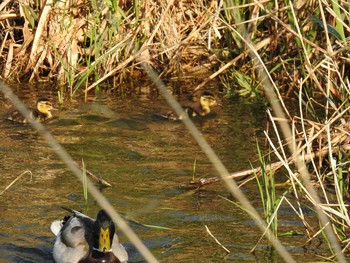 Sat, 4/25/2020 Birding report at 高野川、京都