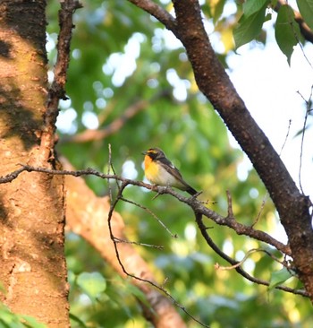 2020年4月25日(土) 千種区の野鳥観察記録