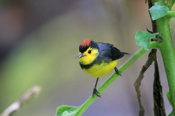 Collared Whitestart Trogon Lodge(Costa Rica) Thu, 9/26/2019