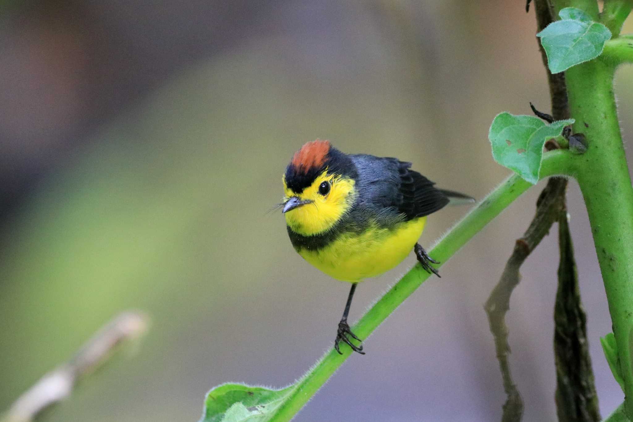 Photo of Collared Whitestart at Trogon Lodge(Costa Rica) by とみやん