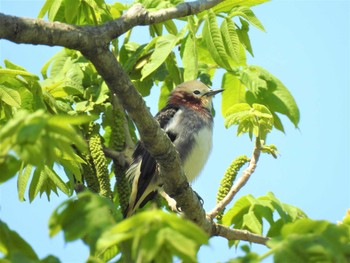 2020年4月25日(土) 渡良瀬遊水地の野鳥観察記録