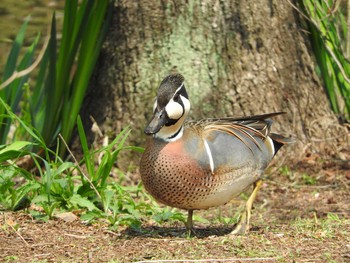 トモエガモ 埼玉県公園各所 2016年4月12日(火)