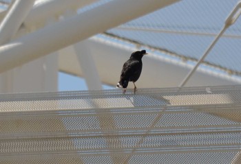 Crested Myna Unknown Spots Sat, 4/25/2020