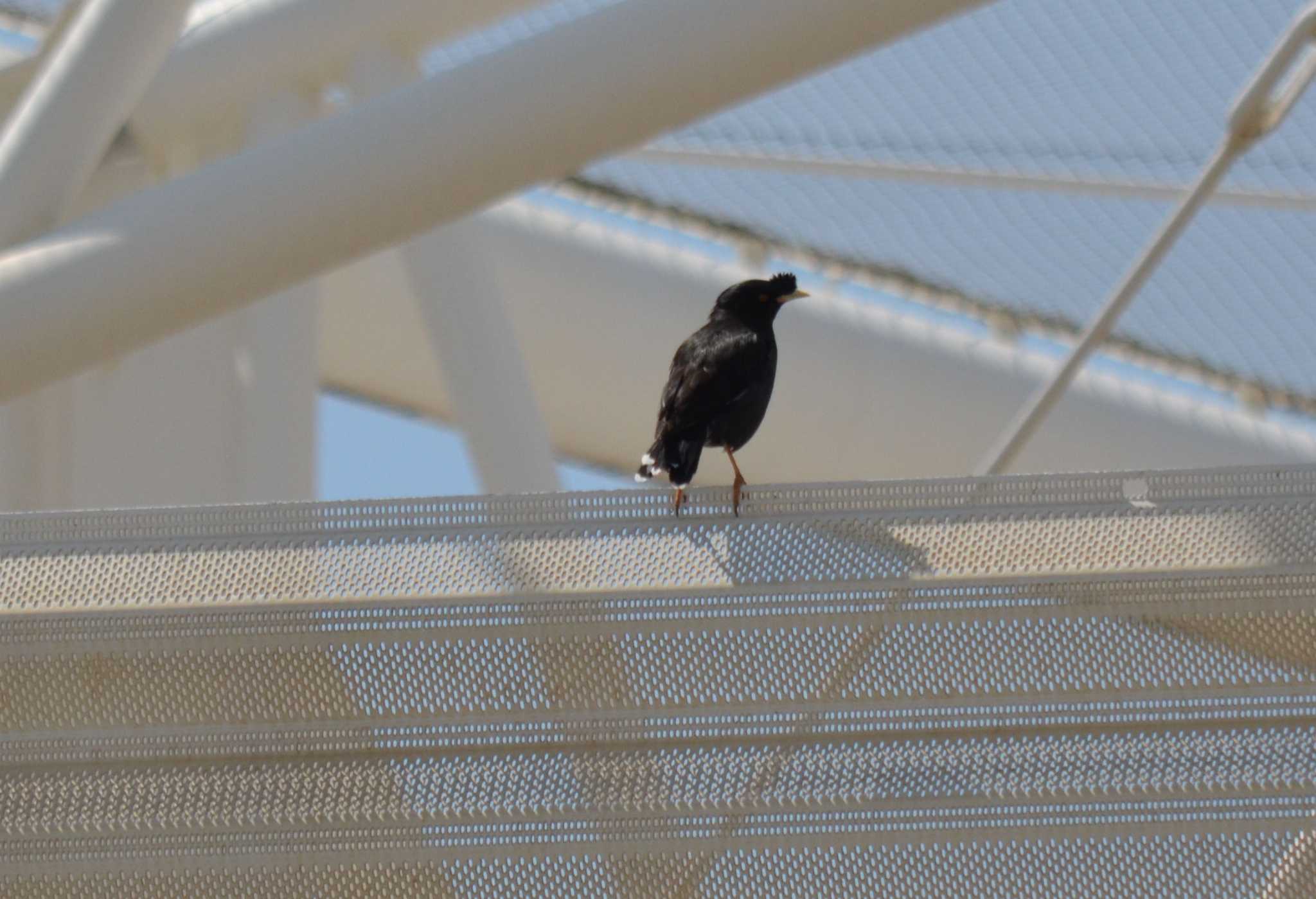 Photo of Crested Myna at  by kazu