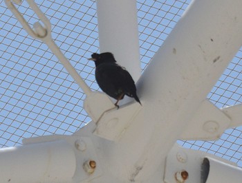 Crested Myna 明石市役所裏 Sat, 4/25/2020