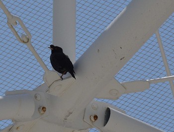 Crested Myna 明石市役所裏 Sat, 4/25/2020