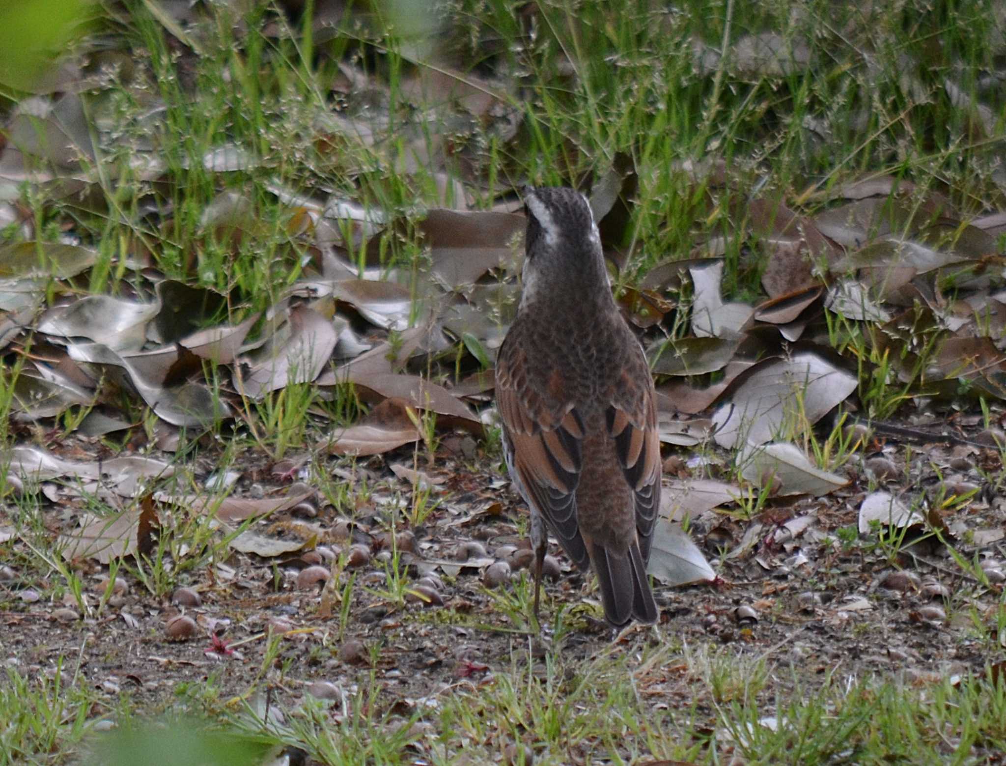 Photo of Dusky Thrush at Akashi Park by kazu