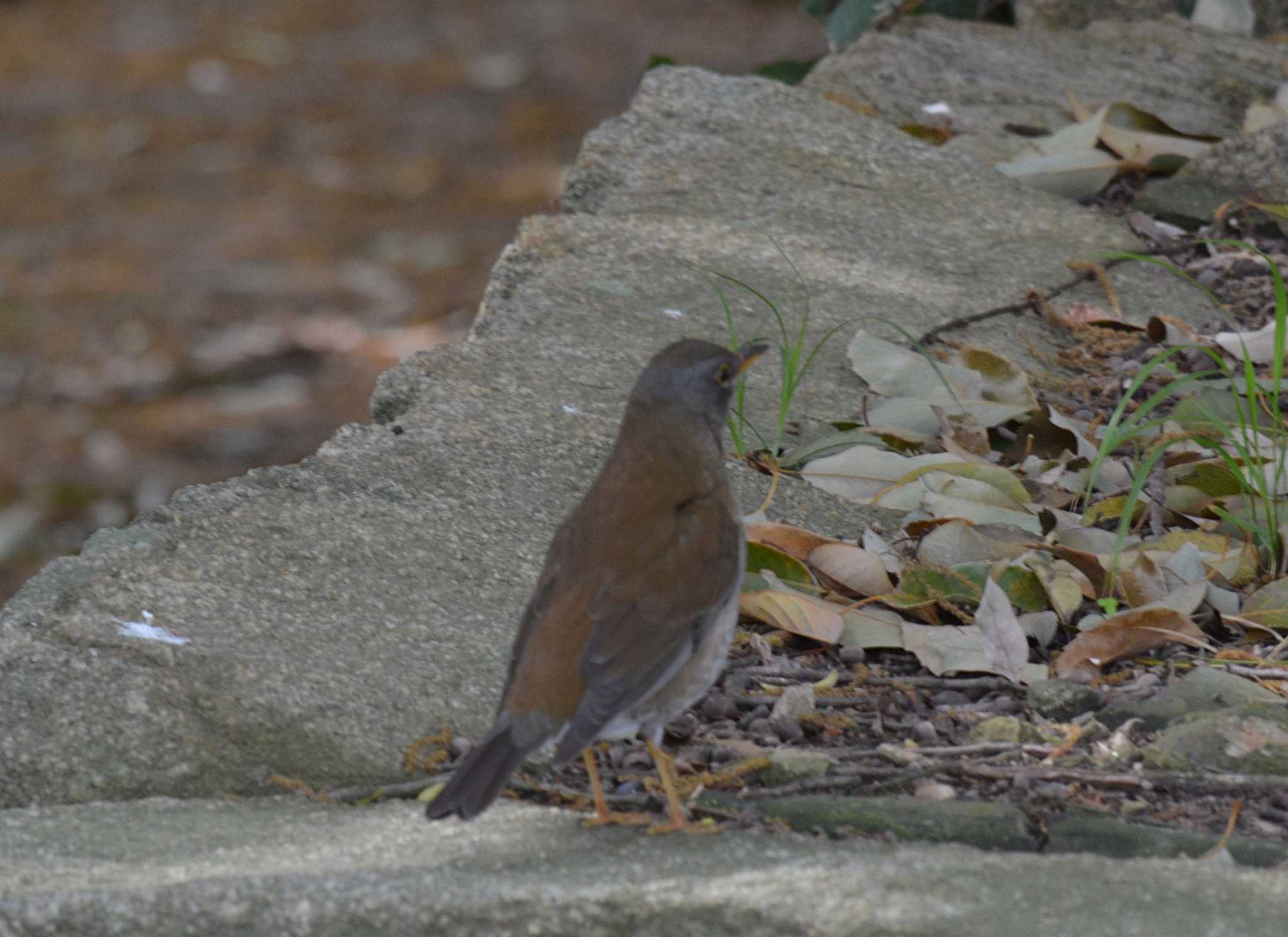 Photo of Pale Thrush at Akashi Park by kazu