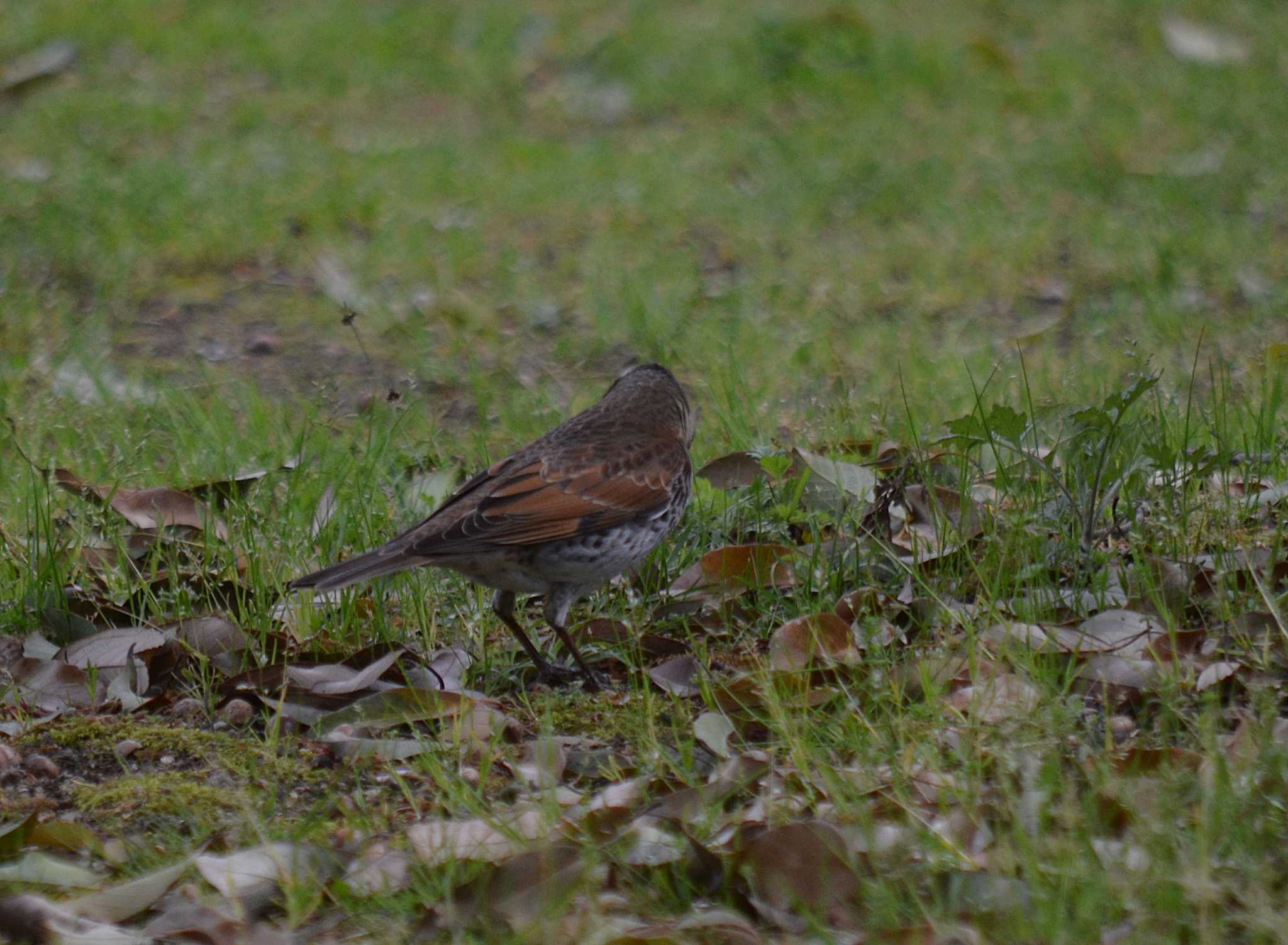 Photo of Dusky Thrush at Akashi Park by kazu