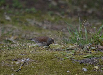 Pale Thrush Akashi Park Sat, 4/25/2020