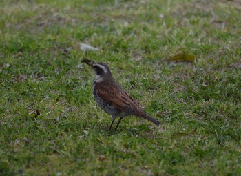 Dusky Thrush Akashi Park Fri, 4/24/2020