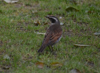 Dusky Thrush Akashi Park Fri, 4/24/2020