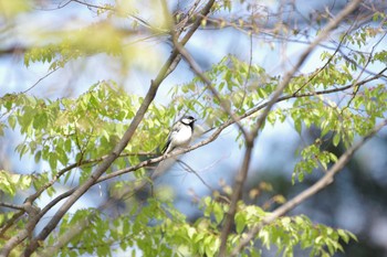 シジュウカラ 大泉緑地 2020年4月25日(土)