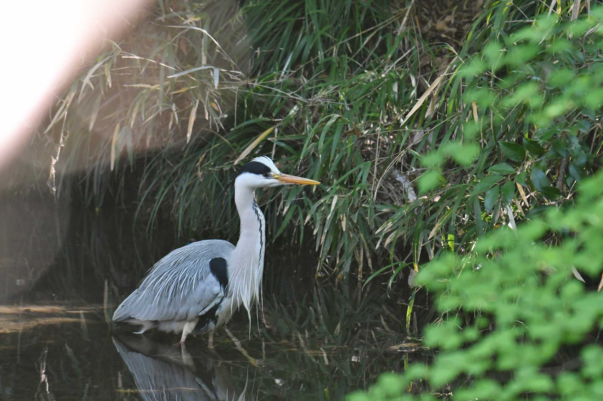 砧公園 アオサギの写真 by あひる